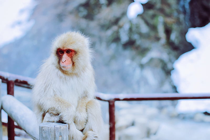 white and red monkey sitting on brown wooden fence in snow terrain during daytime, HD wallpaper