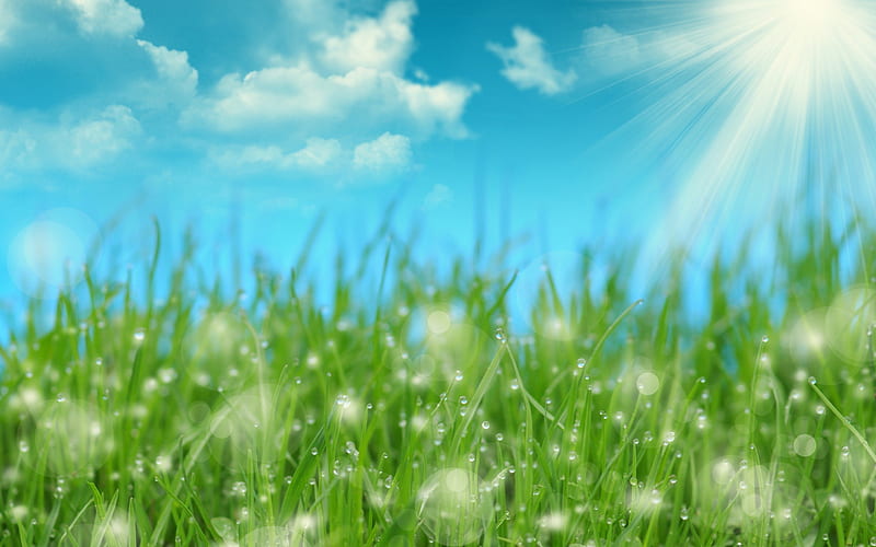 *** Spring on the meadow ***, nature, grass, sprig, meadow, HD wallpaper