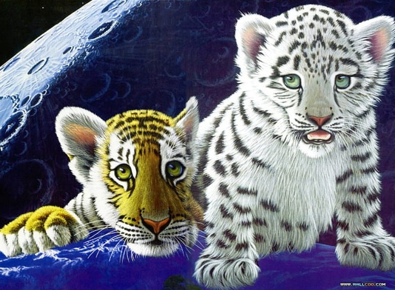 2 tiger cubs, gold tiger, white, blue, animals, HD wallpaper