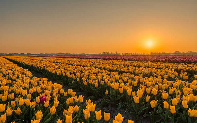 Yellow Tulips, Tulips, Yellow, Flowers, Sunset, HD wallpaper