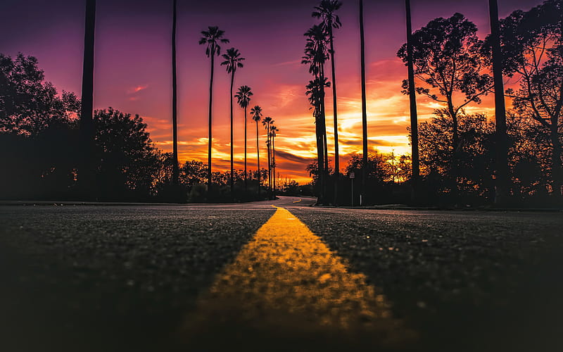 California, evening, sunset, palm trees, yellow line on the asphalt road, USA, beautiful sunset in California, HD wallpaper