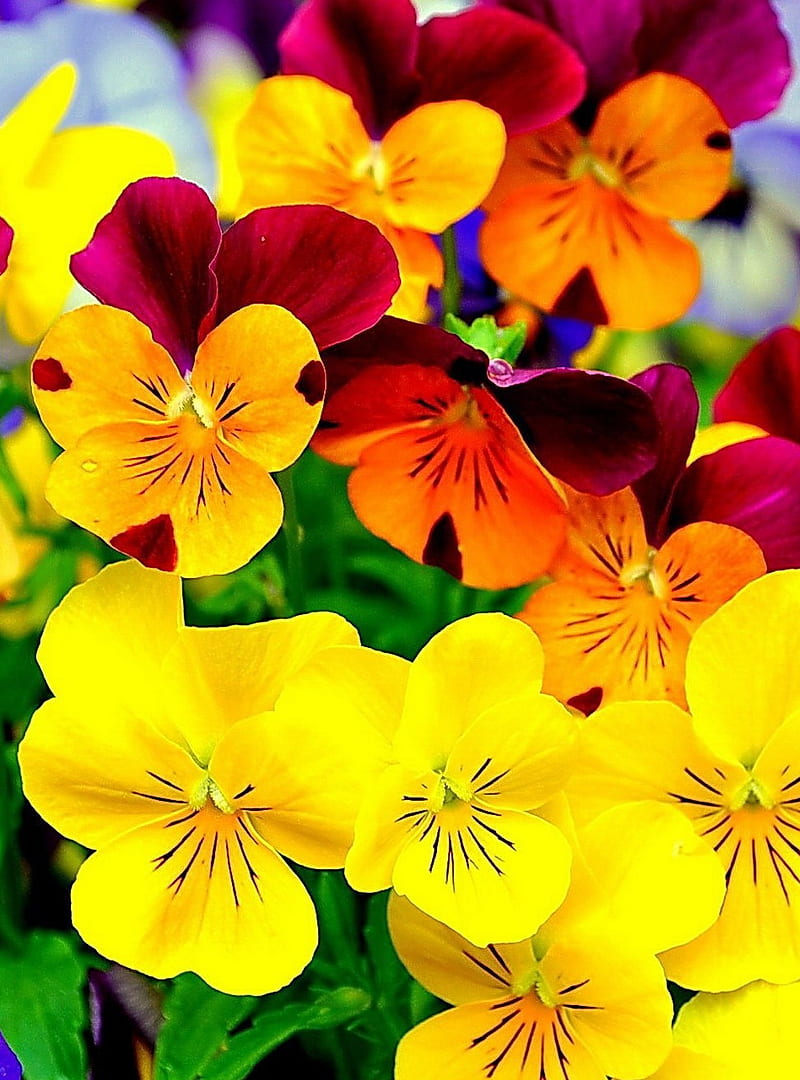 Viola tricolor 2, bonito, bright, flowers, nature, voila tricolor, yellow, HD phone wallpaper