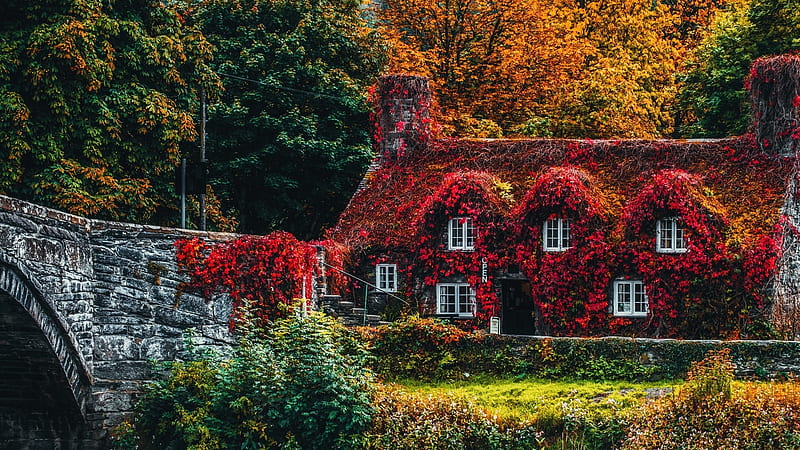 House Covered by Colorful Leaves in Llanrwst, colorful, house, leaves, autumn, nature, trees, uk, HD wallpaper