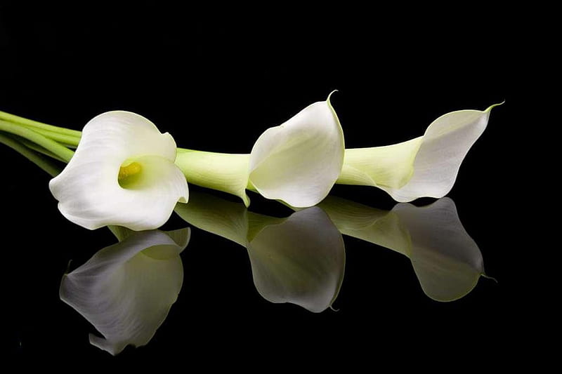 Cala blanca, cala, flor, blanco, naturaleza, Fondo de pantalla HD | Peakpx