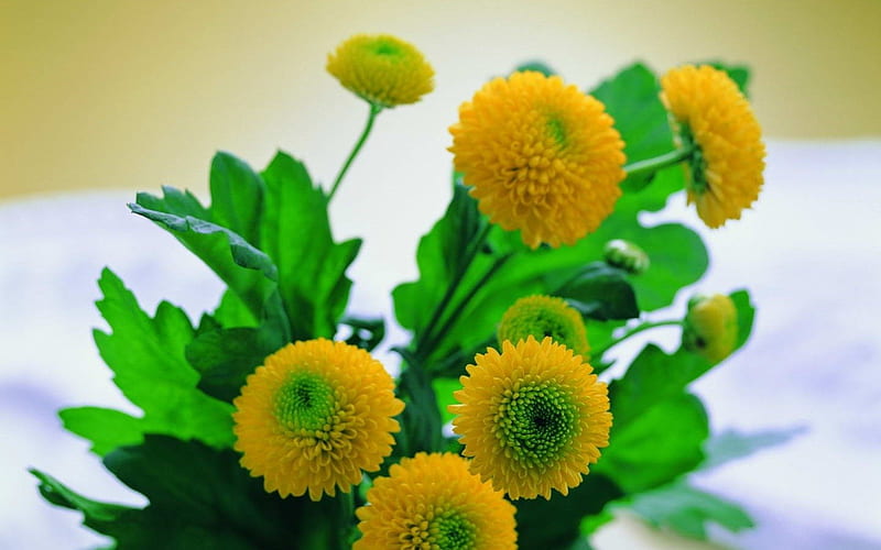 Marigold, greenleaf, flowers, nature, HD wallpaper