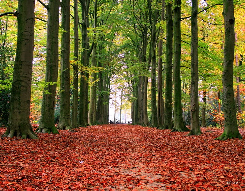Autumn Path, autumn, path, nature, road, trees, scenery, neighbourhood, leafs, HD wallpaper