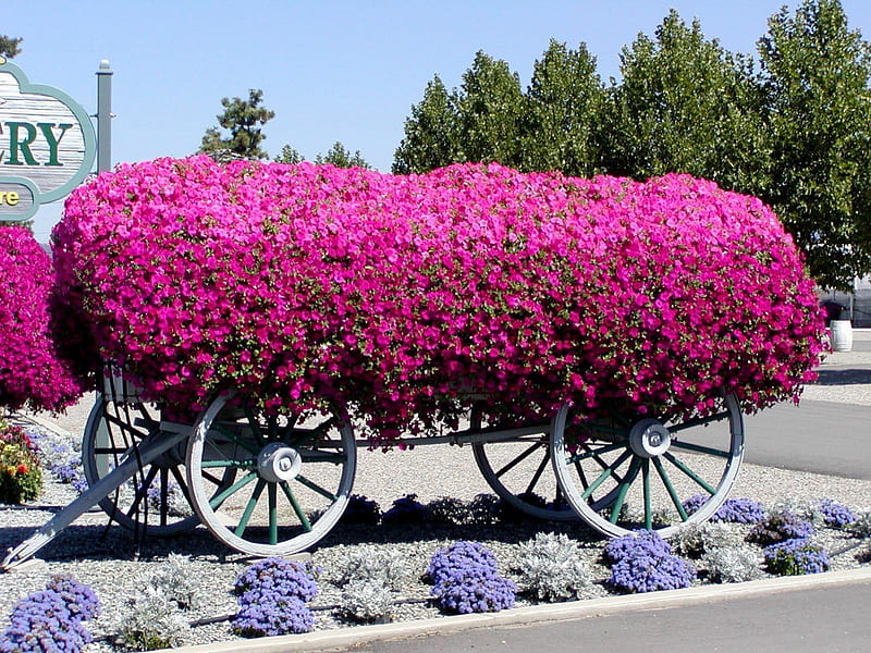 The Petunia Wagon, wagon, flower, garden, pink, display, petunias, wheels, HD wallpaper