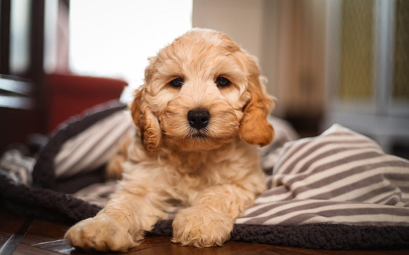 Cockapoo, beige curly dog, pets, cute animals, dogs, poodle, HD wallpaper