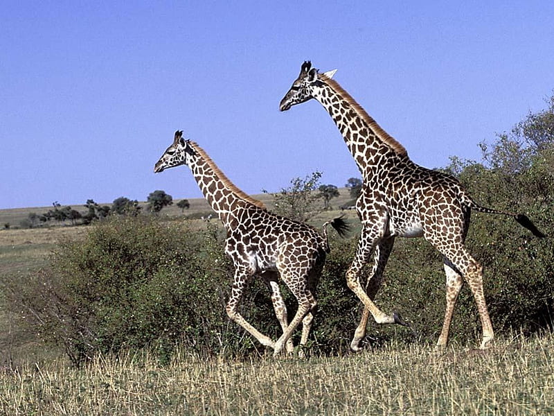 Run!, wildlife, giraffe, tall, africa, HD wallpaper