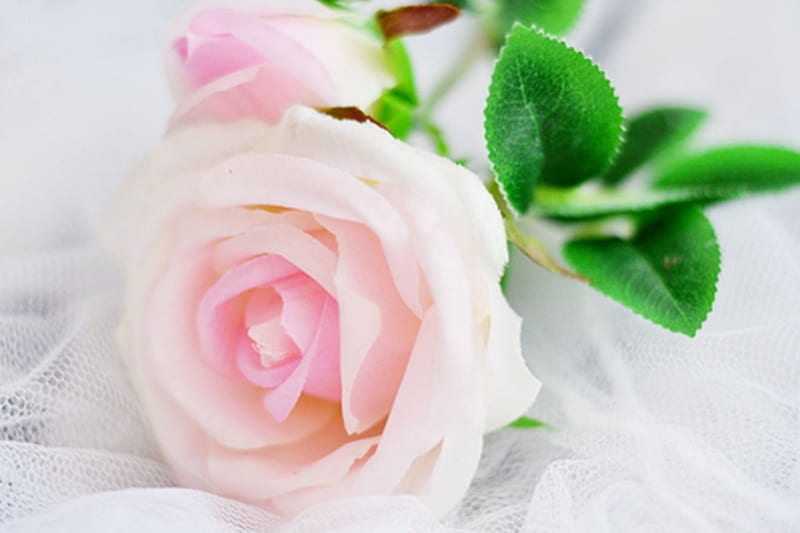 Roses, Pink, Many, Flowers, HD wallpaper