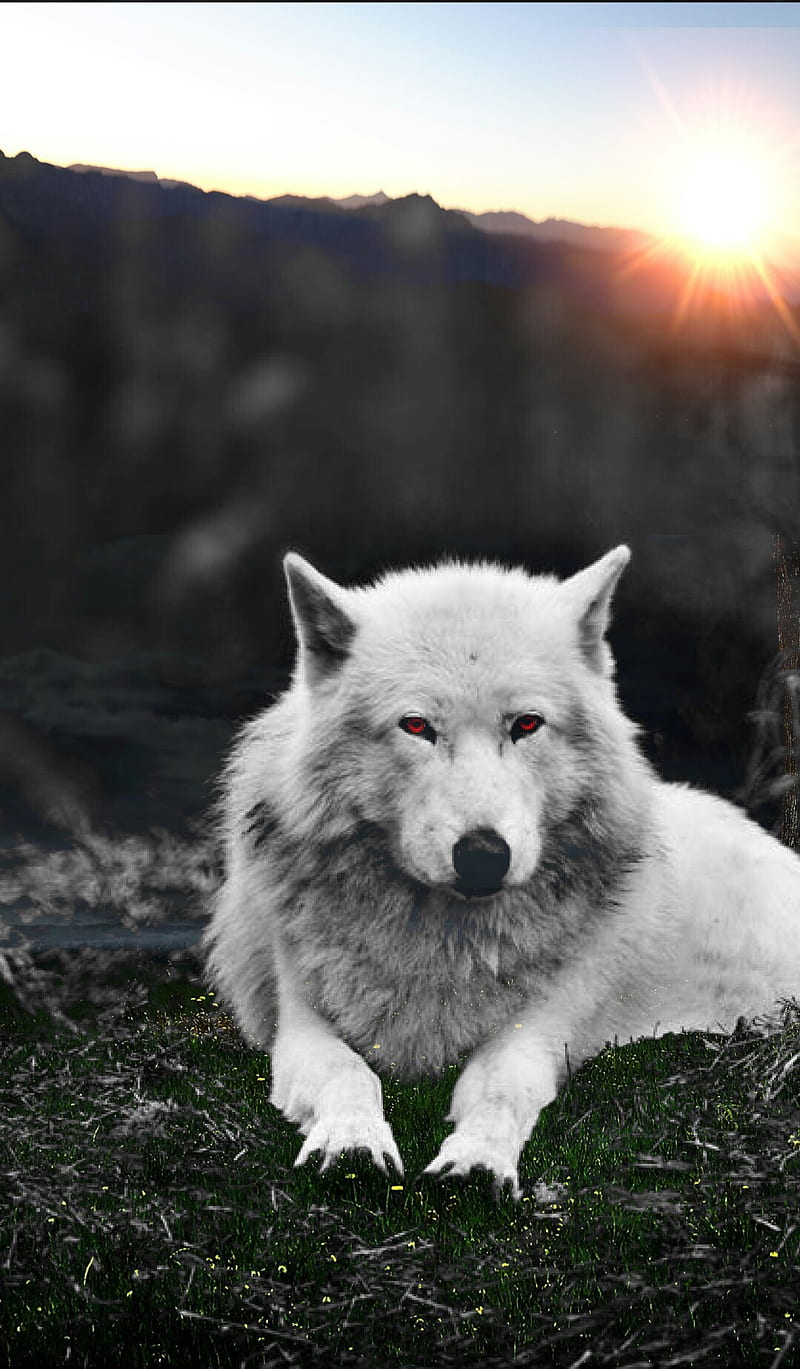 The wolf, animals, best, bigbadwolf, howl, inhuman, snow, white, wild, wolves, HD phone wallpaper