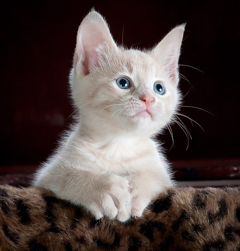 White and Grey Kitten on Brown and Black Leopard Print Textile, HD phone wallpaper
