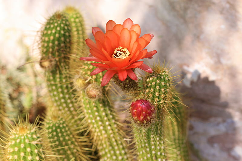 cactus, flower, thorns, plant, blooms, HD wallpaper