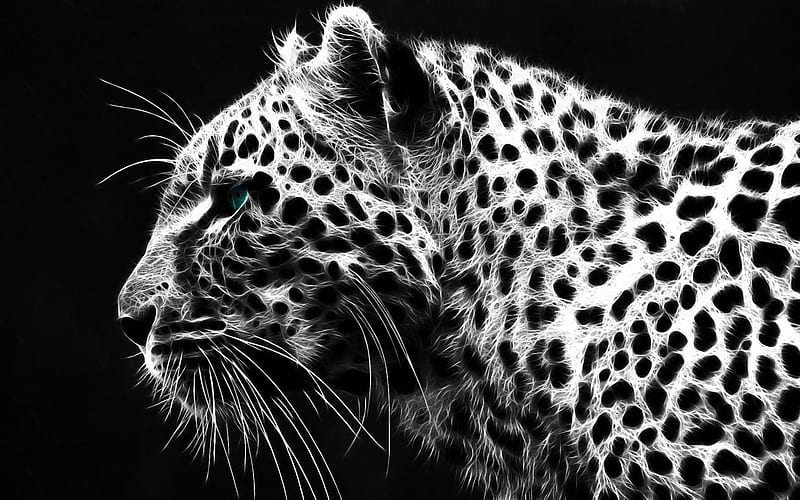 HD white and black leopard wallpapers | Peakpx