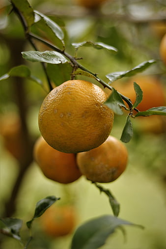 Lemon . Lemons with Leaves . Floral Self Adhesive. Kitchen. Fruit . Non