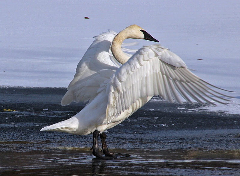 Prepare for lift off, water, bird, spread wings, beauty, swan, HD wallpaper
