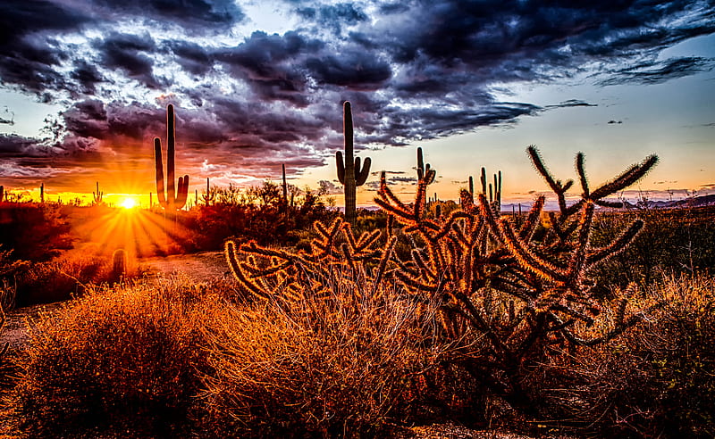 sunlight pass through cactus during golden hour, HD wallpaper