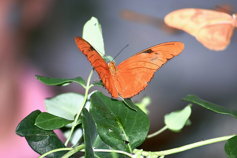 orange butterfly perched on green leaf in close up graphy during daytime, HD wallpaper