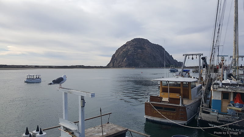Morro Bay, California, Rock, Morro, California, Seagull, Boats, Reflections, Bay, Sky, Nature, Water, HD wallpaper