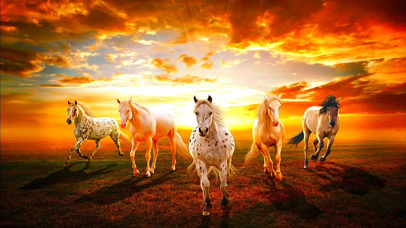 Horses With Background Sunset And Sky With Clouds Horse, HD wallpaper