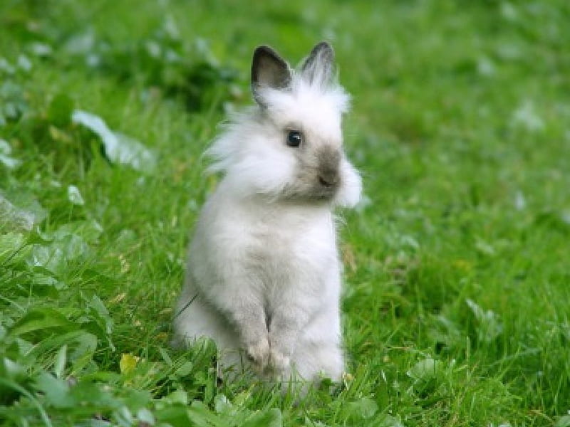 Fluffy Bunny, brown ears, white rabbit, lush grass, HD wallpaper