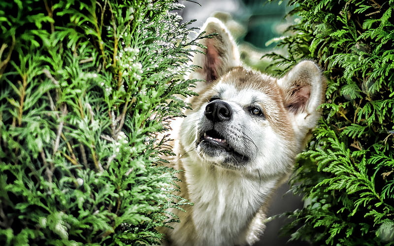 Shiba Inu, close-up, bokeh, forest, cute dog, pets, dogs, Shiba Inu Dog, HD wallpaper