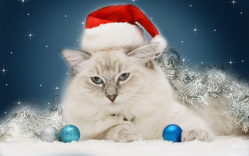 Christmas Cat, red, pretty, colorful, bonito, magic, silver, xmas, sweet, graphy, ball, magic christmas, beauty, blue, lovely, holiday, christmas, kitty, colors, new year, happy new year, cat, cat face, cute, paws, merry christmas, balls, eyes, cats, kitten, HD wallpaper