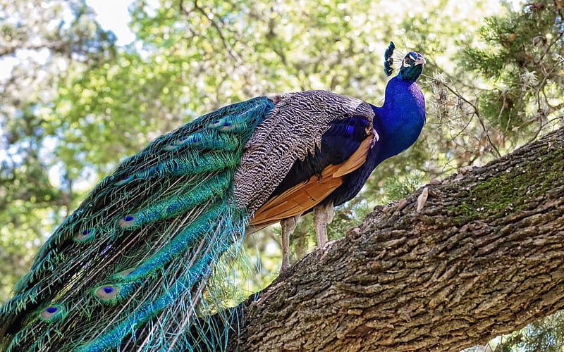 peacock, beautiful bird, chic tail, feathers, birds, HD wallpaper