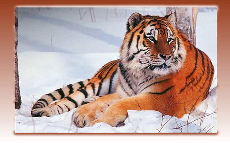 Tiger, tigers, 3d, animals, HD wallpaper