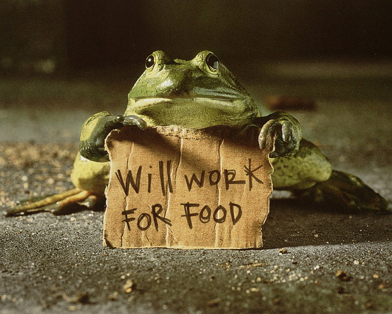 Will work for Food, frog, green frog, green, work, fun, funny, HD wallpaper