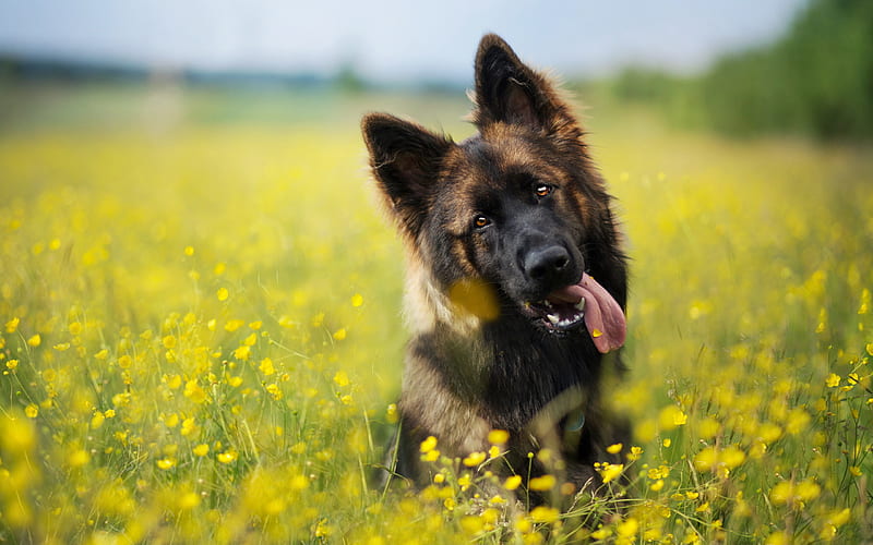 German Shepherd, yellow flowers, puppy, cute animals, lawn, dogs, German Shepherd Dog, pets, HD wallpaper