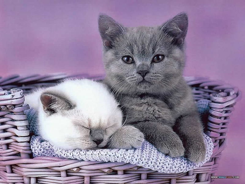Having a cat nap, kittens, cane basket, sleeping, cats, HD wallpaper