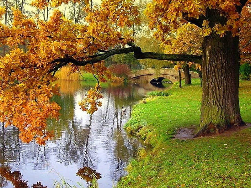 Down by the riverside, autumn, tree, leaves, bridge, grass, colors, river, HD wallpaper