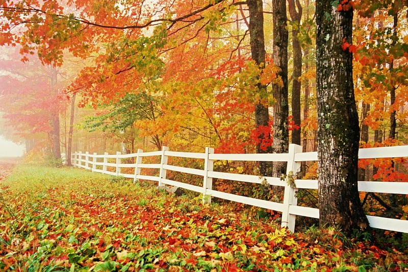 Changing Seasons, fence, fall, leaves, colors, trees, mist, HD wallpaper