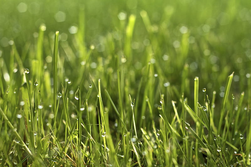 grass, drops, macro, green, plant, HD wallpaper