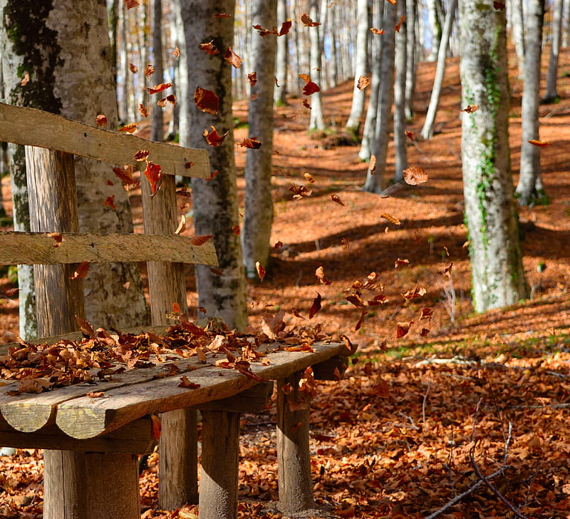 care, autumn, bench, brown, leaves, mountain, wind, woods, HD wallpaper