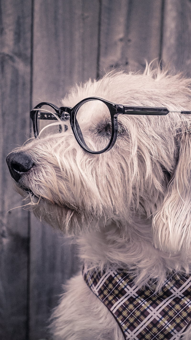 Cute Dog in Spects , scarf, glasses, studious, glass, animal, pet, puppy, cute dog, spectacles, HD phone wallpaper