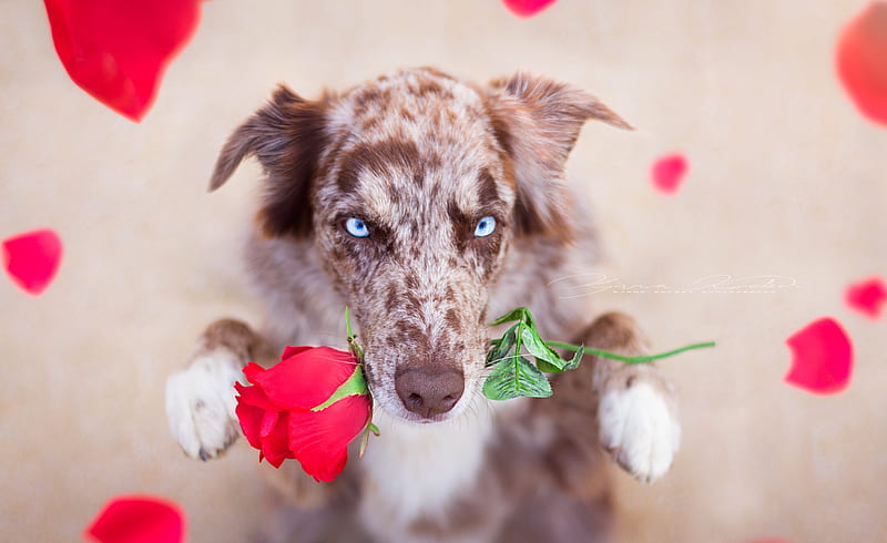 For you!, red, australian shepherd, rose, caine, valentine, trandafir, cute, flower, funny, blue eyes, puppy, dog, HD wallpaper