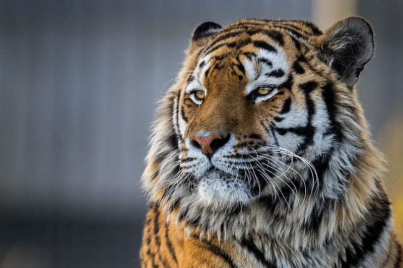 Tiger Closeup , tiger, animals, closeup, HD wallpaper