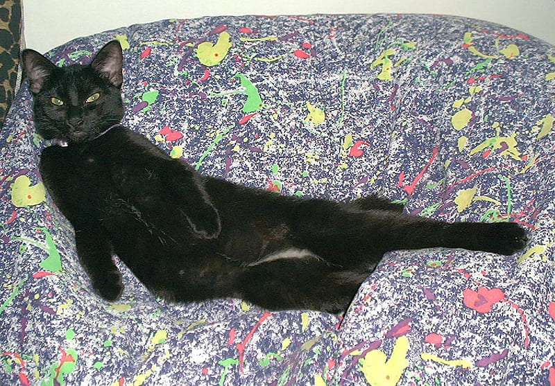 Your bean bag or mine?, izzy, silly, kitty, black, adorable, cat, sweet, funny, kitten, HD wallpaper