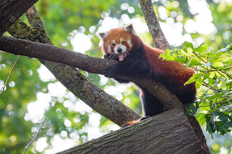 red panda, panda, animal, funny, tree, HD wallpaper