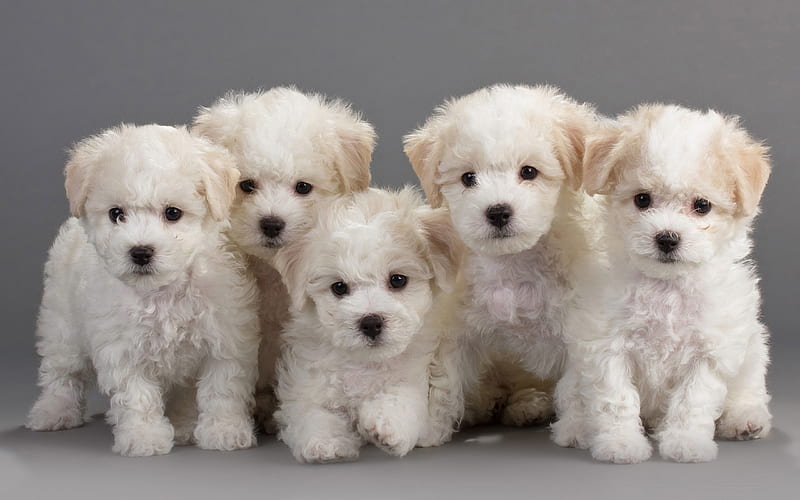 Bichon Frise, Puppies, small dogs, cute animals, white puppies, French dogs, HD wallpaper