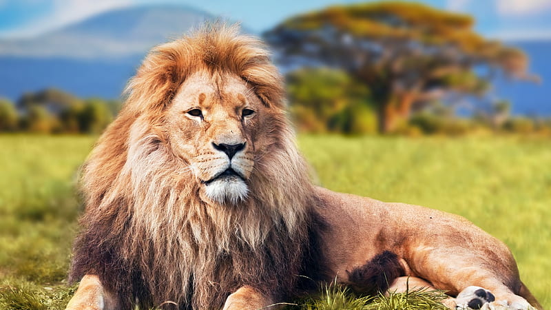 lion, lying down, predator, field, big cats, Animal, HD wallpaper