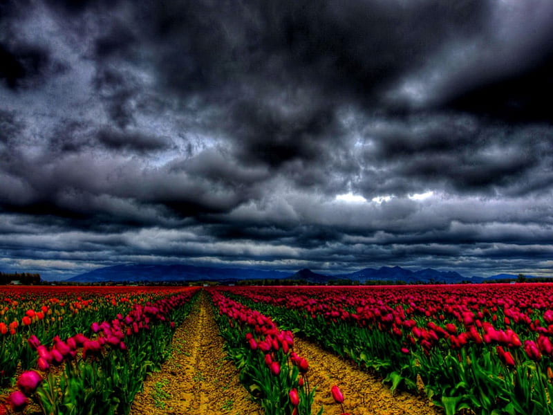 Field under cloudy sky, red, amazing, cloudy, lovely, poppies, bonito, sky, clouds, nice, dark, summer, nature, tulips, rows, field, meadow, HD wallpaper
