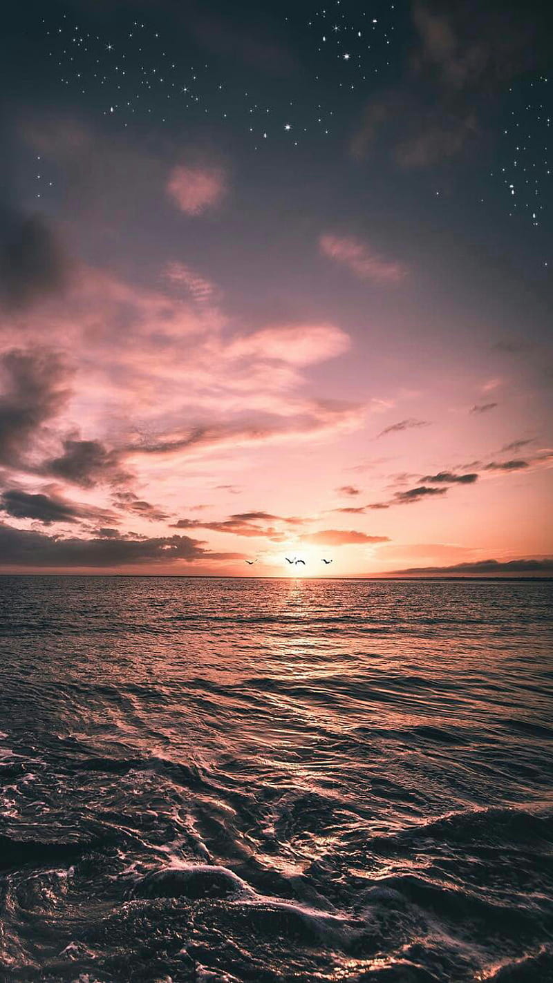 Sunset, beach, birds, clouds, nature, ocean, sea, sky, water, HD phone wallpaper