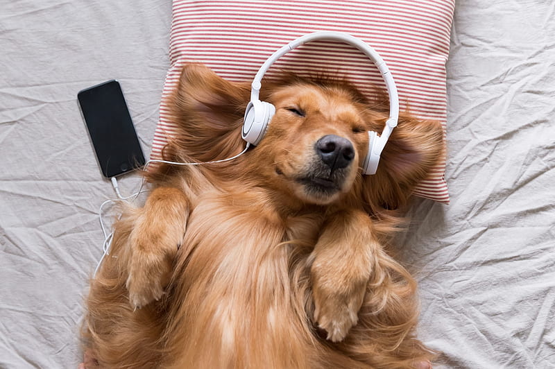 :-), sleep, headphones, caine, paw, funny, cure, dog, animal, HD wallpaper