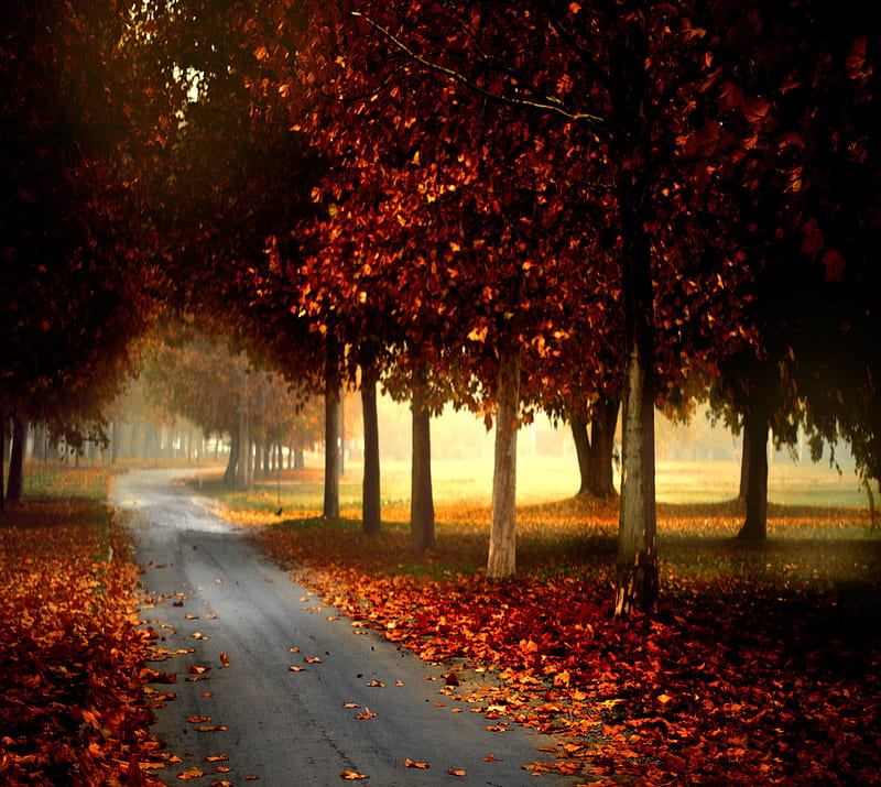 Autumn Road, landscape, nature, trees, HD wallpaper | Peakpx
