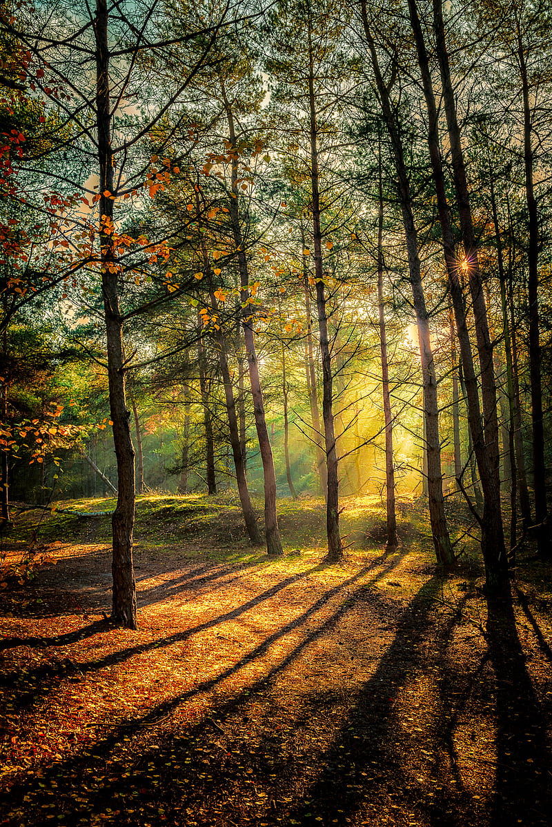Autum forest, trees, leaves, sunlight, sunrays, golden hour, brown, green, yellow, HD phone wallpaper