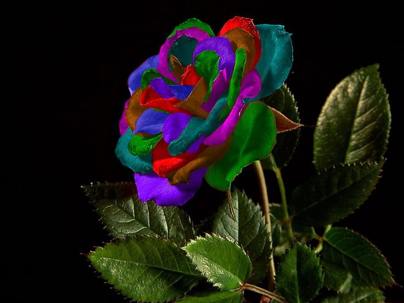 Multi-colored Rose, flower, colors, nature, rose, HD wallpaper | Peakpx