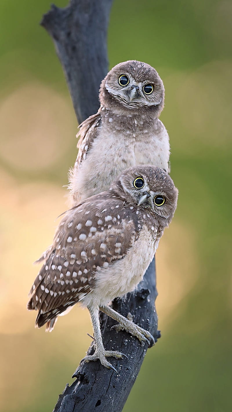 Cute owls, animals, birds, eyes, looking, nature, owl, HD phone wallpaper